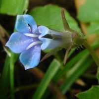 Lobelia alsinoides Lam.